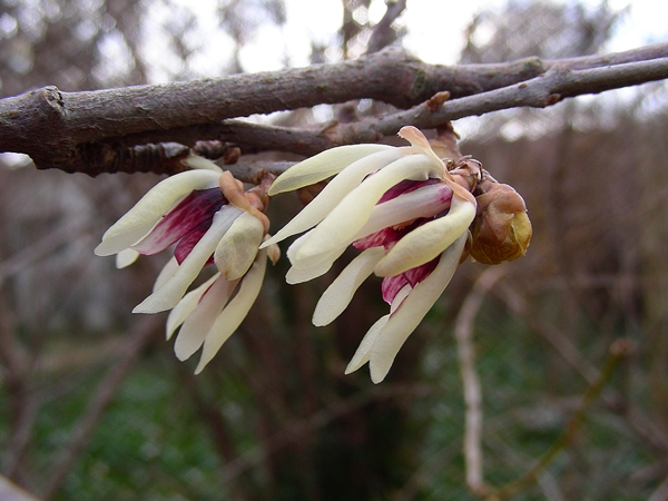 Chimonanthus praecox - Winterblüte  © Mag. Angelika Ficenc