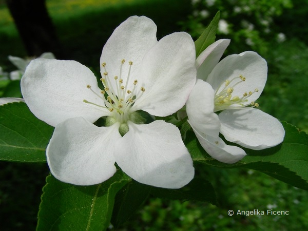 Malus sp. weiß - Apfel  © Mag. Angelika Ficenc