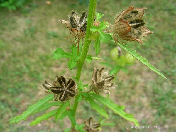 Hibiscus trionum, Habitus mit reifen Kapselfrüchten  © Mag. Angelika Ficenc