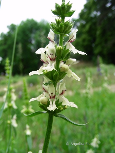 Stachys recta - Aufrechter Ziest  © Mag. Angelika Ficenc