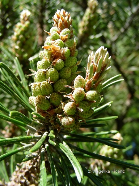 Pinus mugo - Berg Kiefer, männliche Blüten  © Mag. Angelika Ficenc