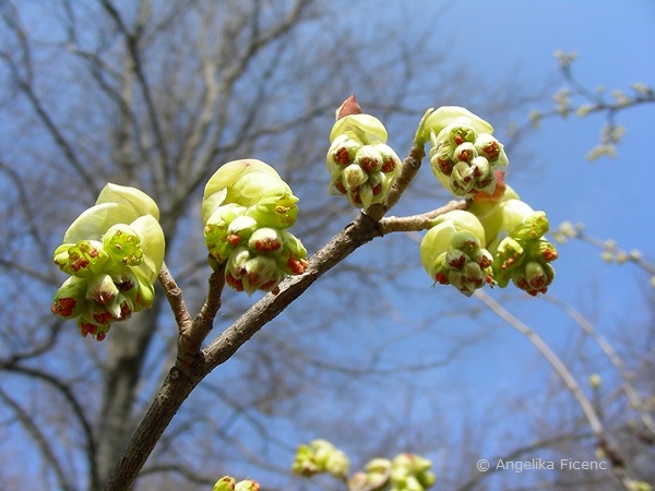 Corylopsis sp. - Scheinhasel, © Mag. Angelika Ficenc