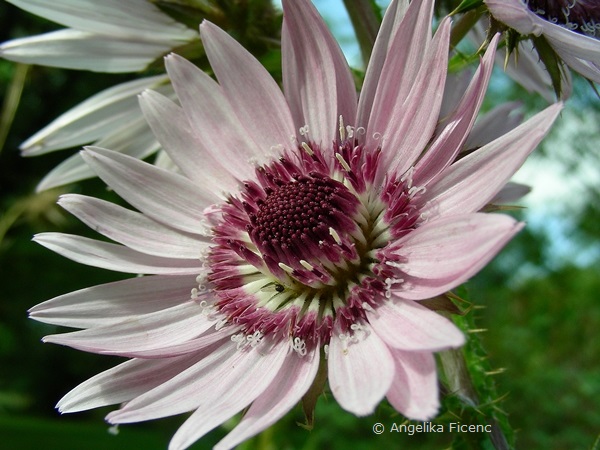 Berkheya purpurea, Blütenkorb mit Zungenblüten und purpurfarbenen Röhrenblüten  © Mag. Angelika Ficenc