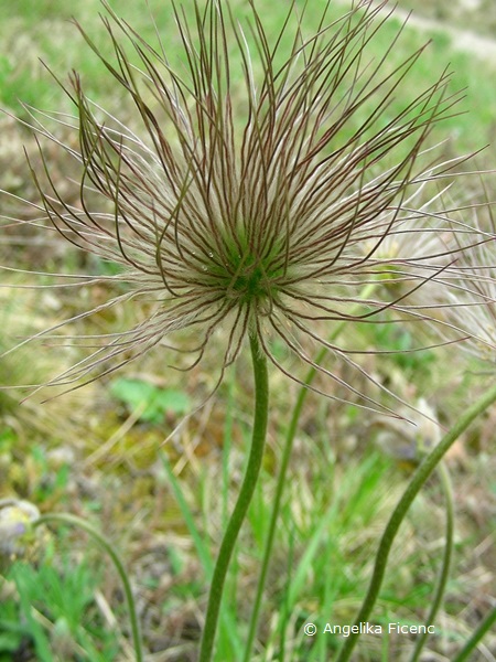 Pulsatilla grandis - Große Küchenschelle  © Mag. Angelika Ficenc