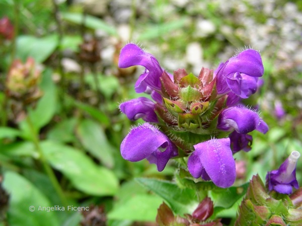 Prunella grandiflora - Großblütige Braunelle  © Mag. Angelika Ficenc