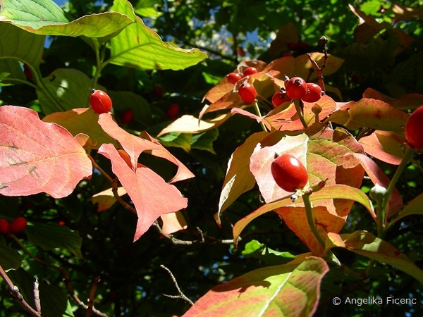 Cornus florida "Alba",     © Mag. Angelika Ficenc