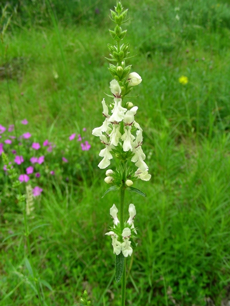 Stachys recta - Aufrechter Ziest  © Mag. Angelika Ficenc