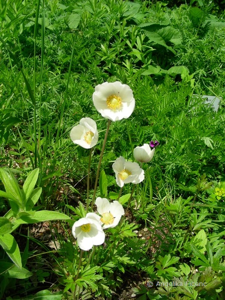 Anemone sylvestris - Großes Windröschen, Habitus  © Mag. Angelika Ficenc