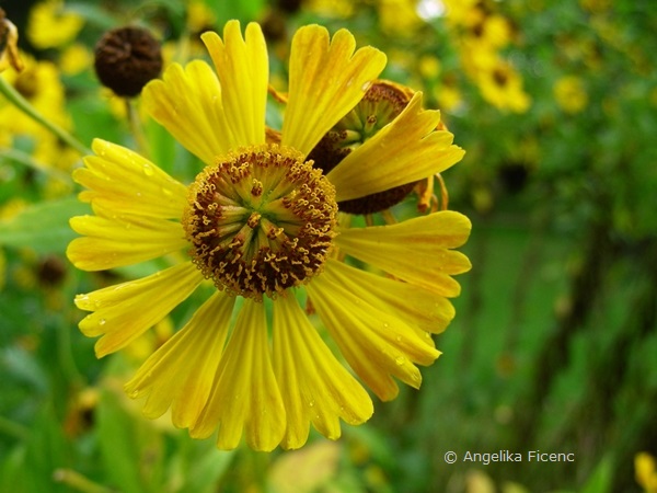 Helenium autumnale - Gewöhnliche Sonnenbraut, Blüte, Aufsicht  © Mag. Angelika Ficenc