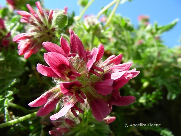 Anthyllis montana subsp. jaquinii  - Jaquin´s Wundklee, Blütenstandr  © Mag. Angelika Ficenc