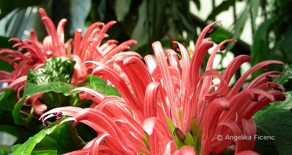 Justicia carnea © Mag. Angelika Ficenc