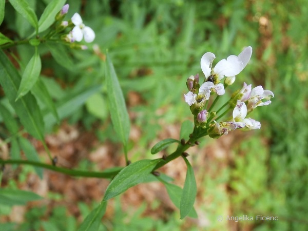 Cardamine bulbifera - Zwiebelzahnwurz  © Mag. Angelika Ficenc