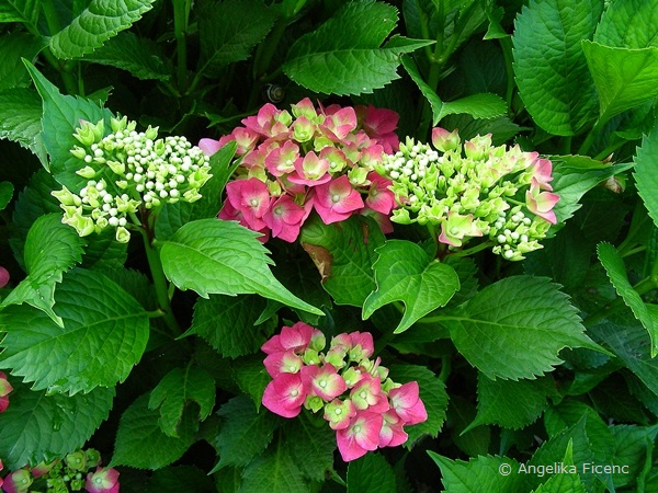 Bauern-Hortensie, erste Blüten   © Mag. Angelika Ficenc