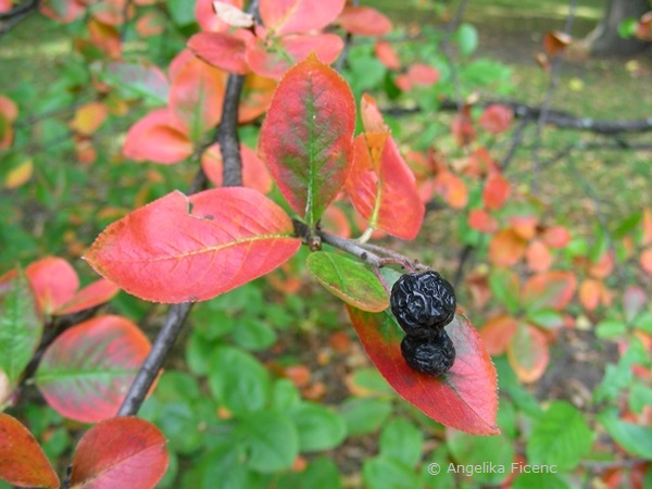 Aronia arbutifolia, vertrocknete Früchte  © Mag. Angelika Ficenc