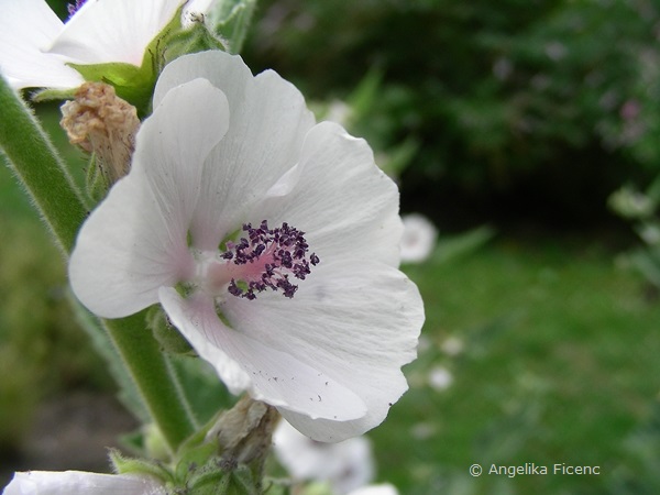 Alcea ficifolia - Holländische Stockrose  © Mag. Angelika Ficenc