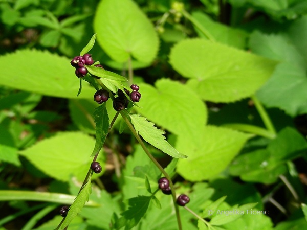 Cardamine bulbifera - Zwiebelzahnwurz  © Mag. Angelika Ficenc