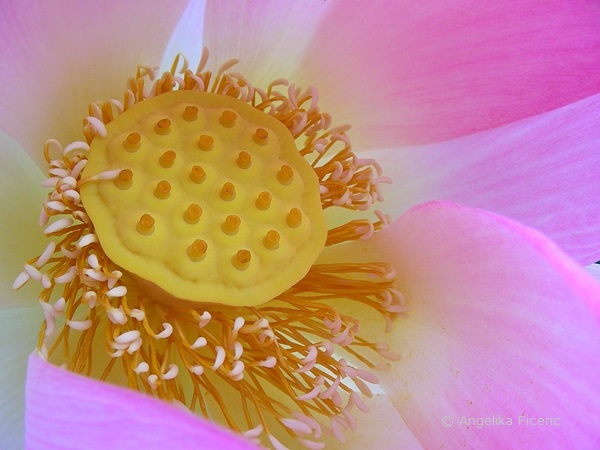 Nelumbo nucifera - Indische Lotusblume, Fruchtknoten und Staubgefäße  © Mag. Angelika Ficenc