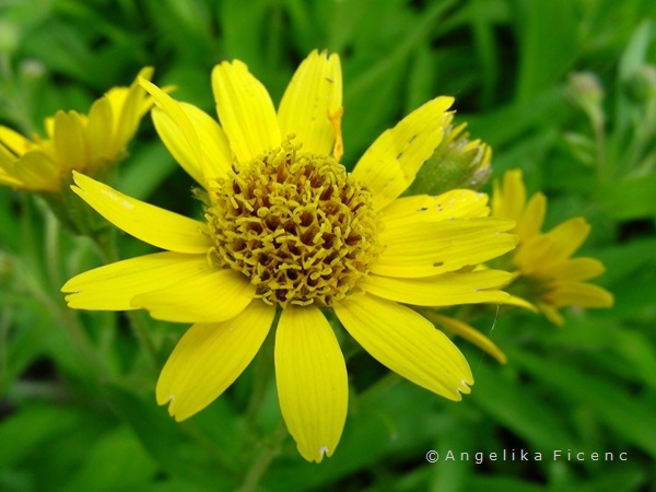 Arnica chamissonis - Wiesen Arnika  © Mag. Angelika Ficenc