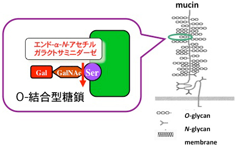 エンド a n アセチルガラクトサミニダーゼ engbf 応用糖質化学研究室 藤田清貴
