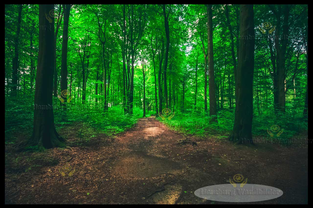 Wald  /  1022
