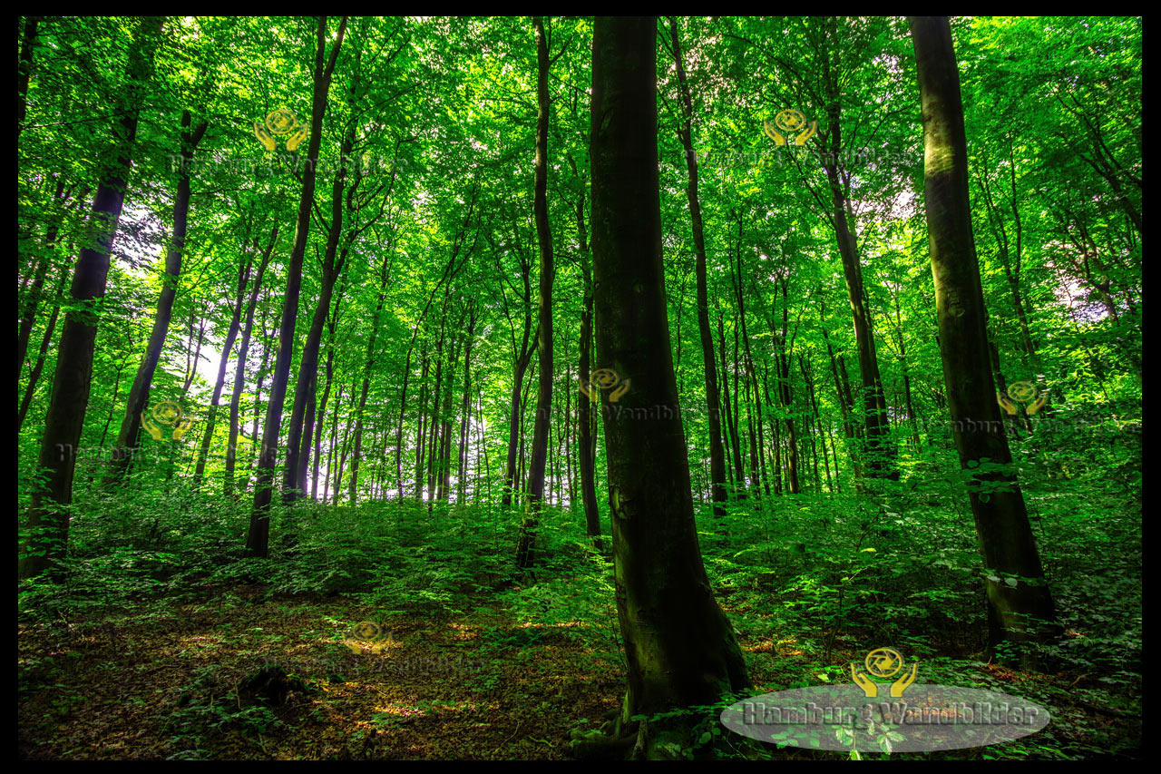 Wald    /   1892
