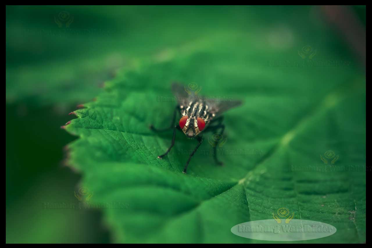 Fliege  /  2277