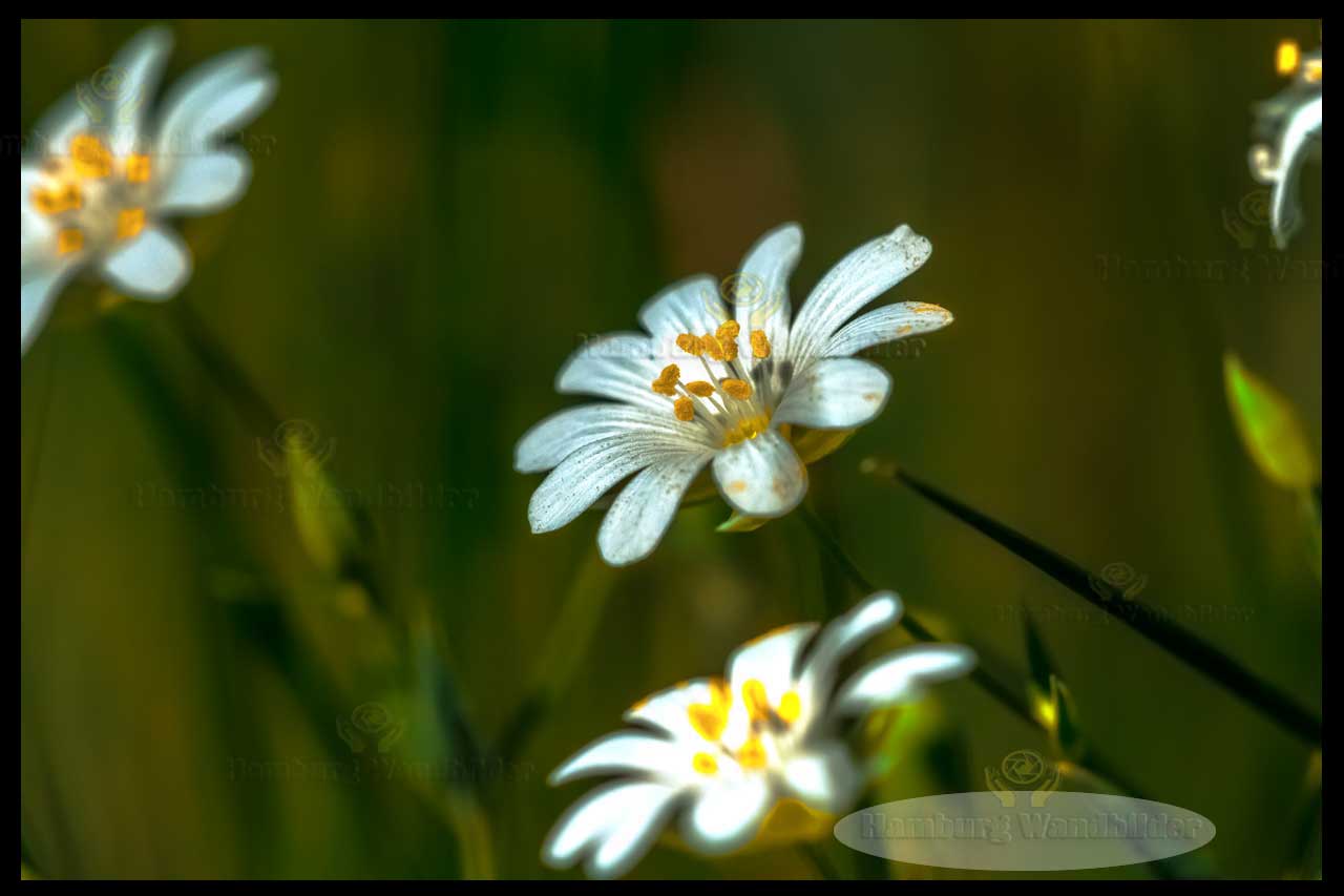Große Sternmiere  /  2657