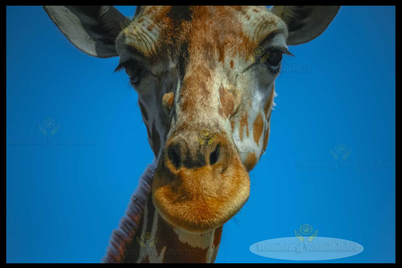 Giraffe    /   1077 