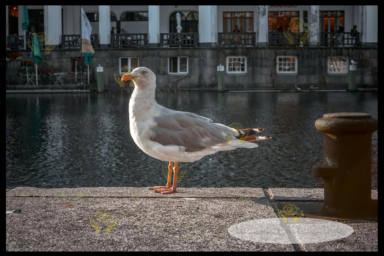 eine moewe an der kleinen alster hamburg wandbilder