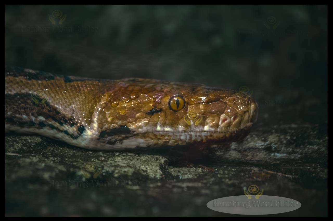 Python /  2740