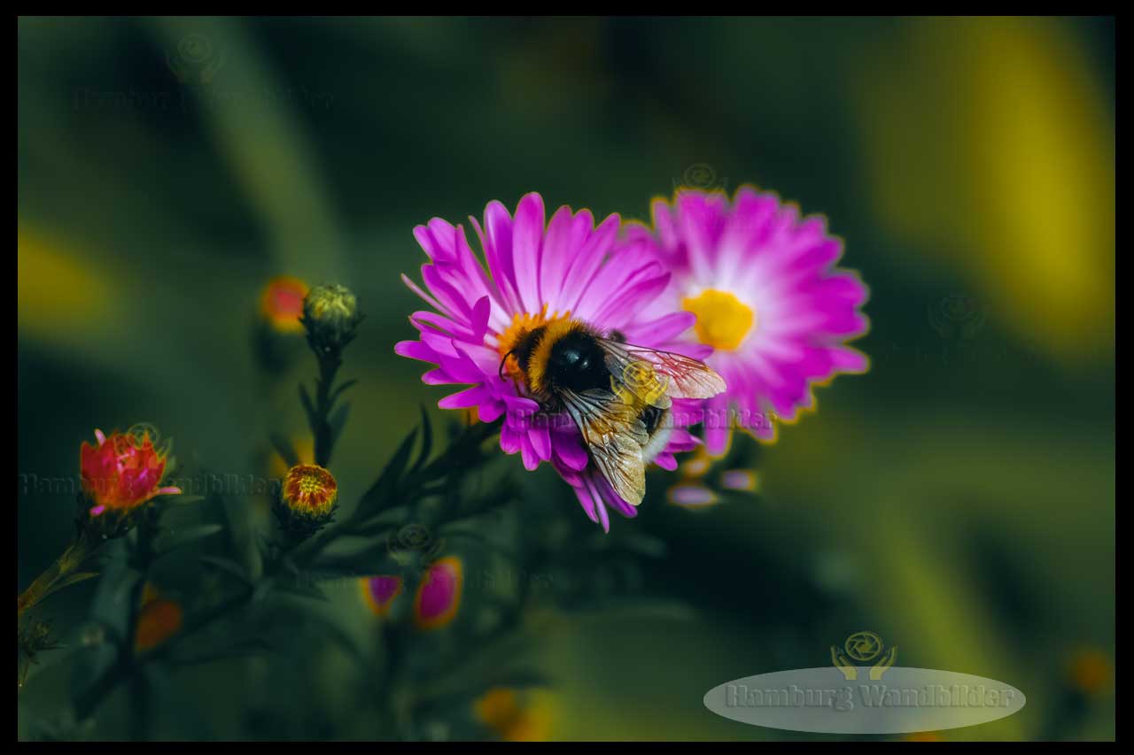 Erdhummel  /  1458
