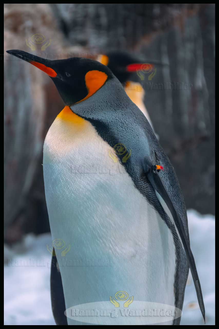 Kaiserpinguin  /    2519