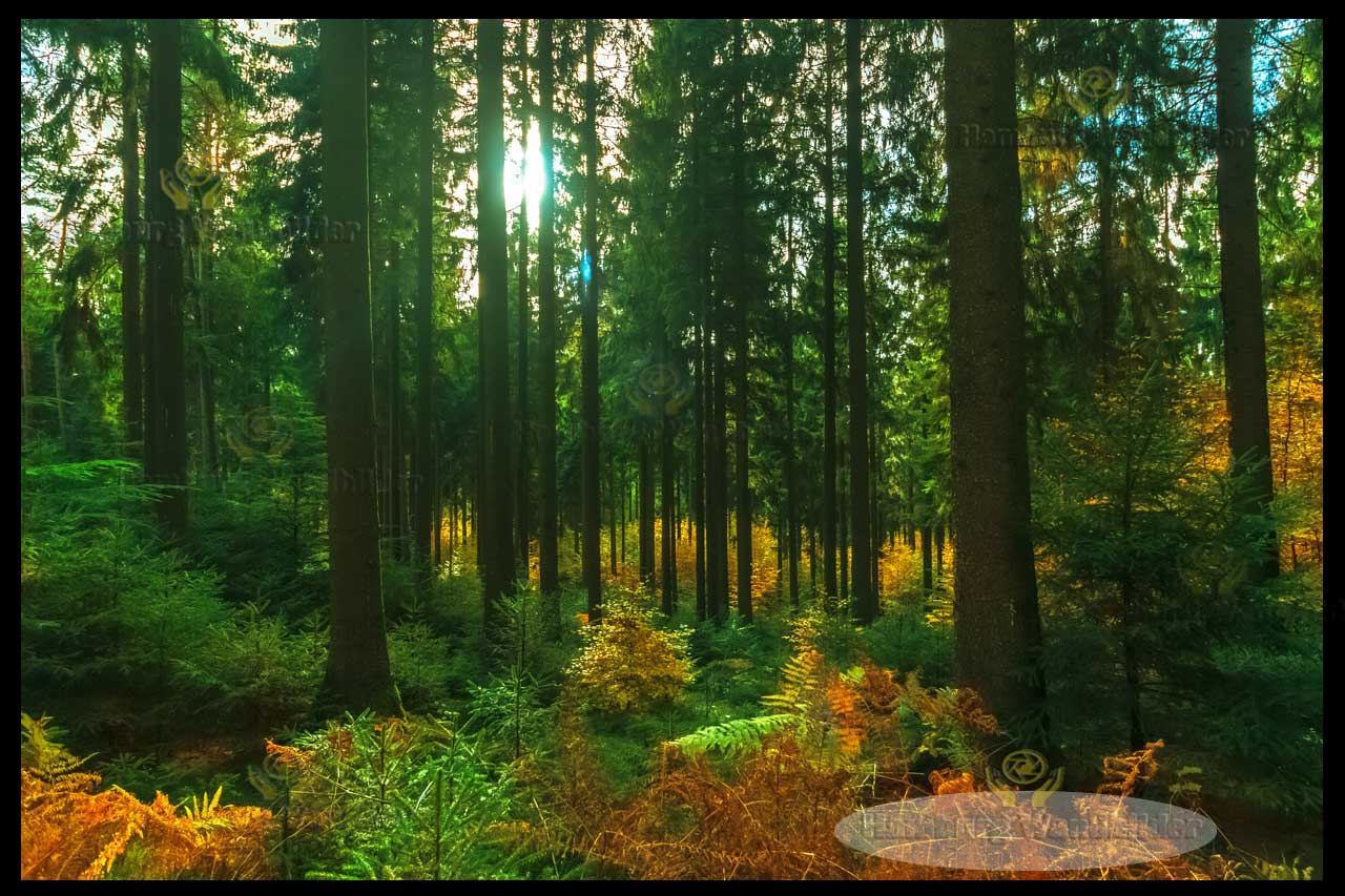 Wald   /  1079  
