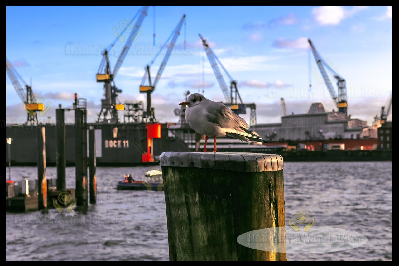 eine moewe im hintergrund blohm und voss als hamburg wandbilder