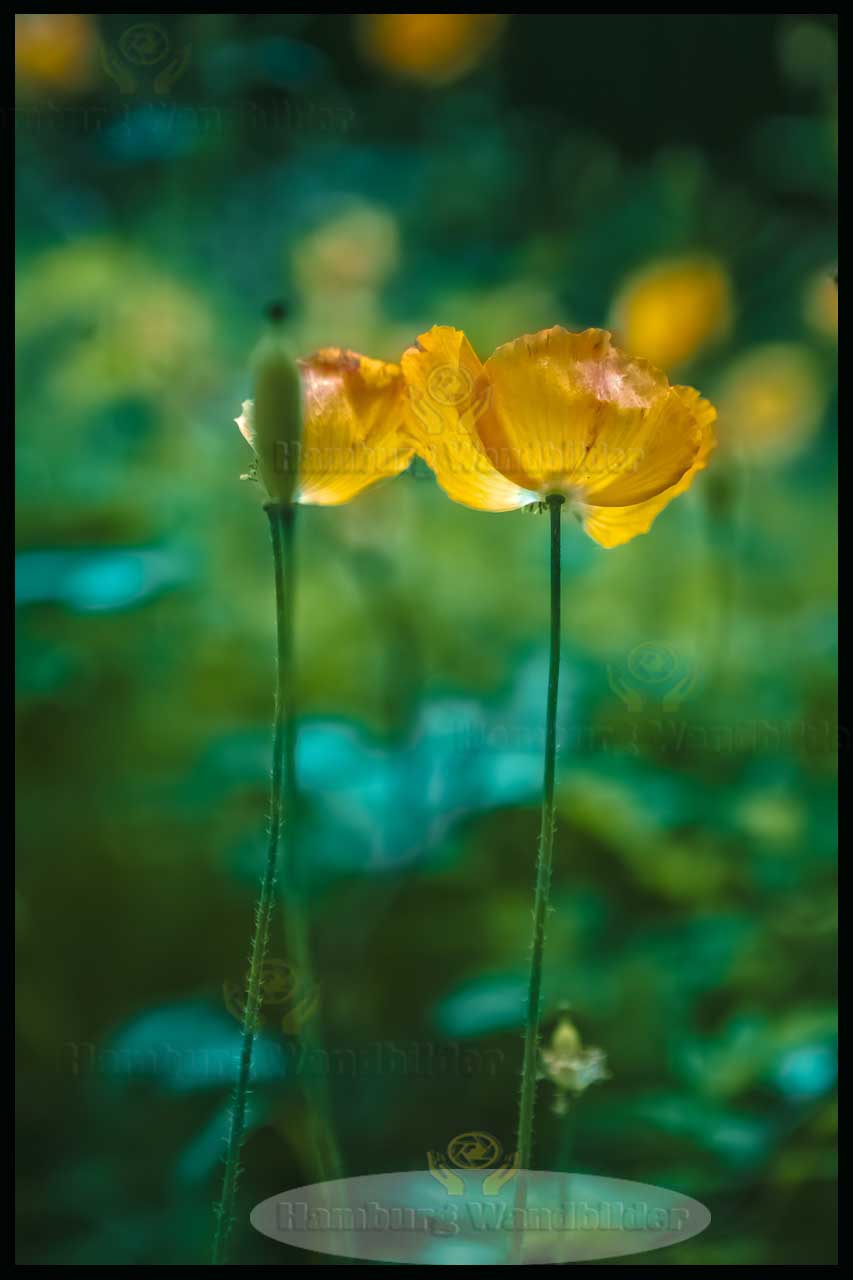 Scheinmohn  /   2736