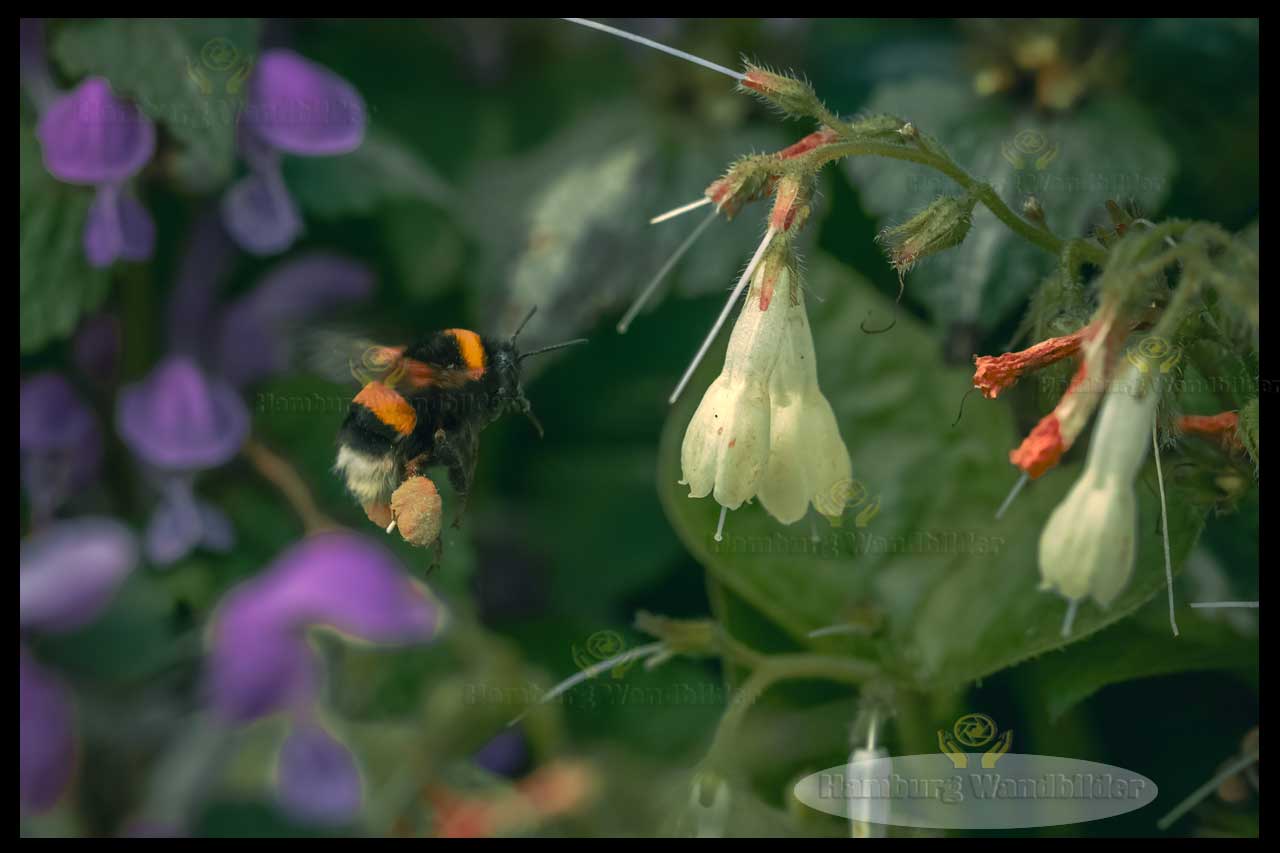 Erdhummel  /  2512 