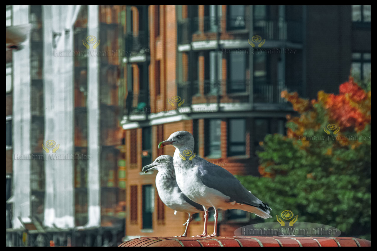 Möwen am Fischmarkt  /  1036
