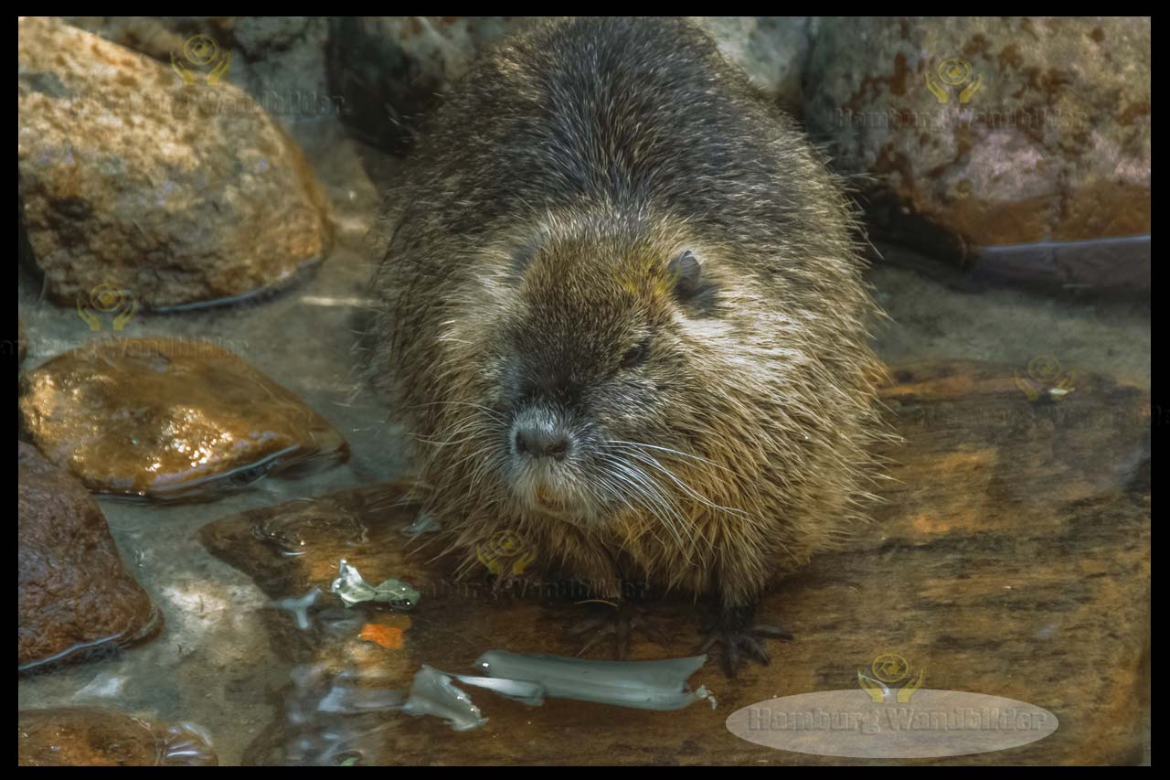 Nutria  /  2728