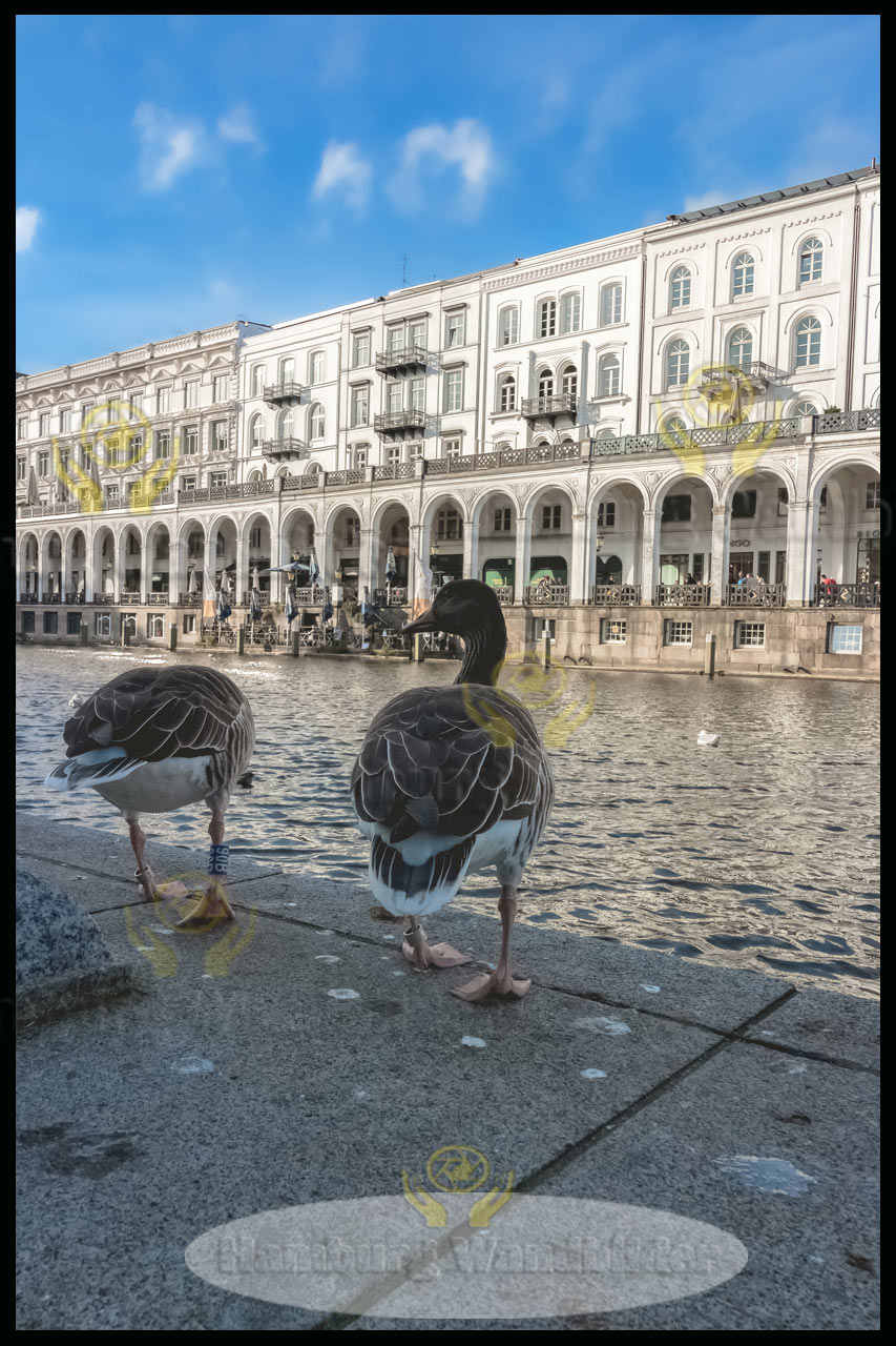 zwei-wildgaense-an-der-kleinen-alster-bei-sonnenschein-in-hamburg-wandbilder