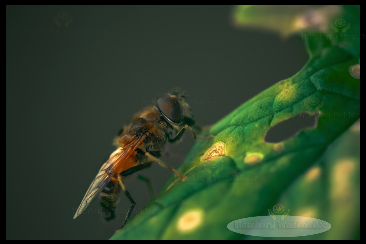 Wildbiene   /   2272   