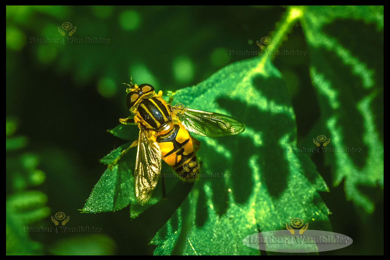 Wildbiene  /  2120
