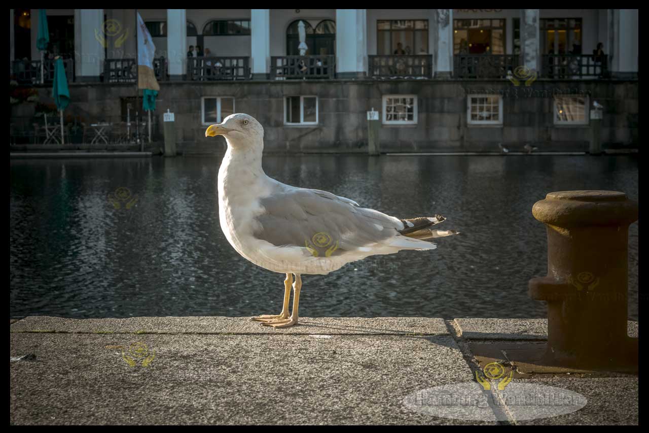 Möwe  /  1015