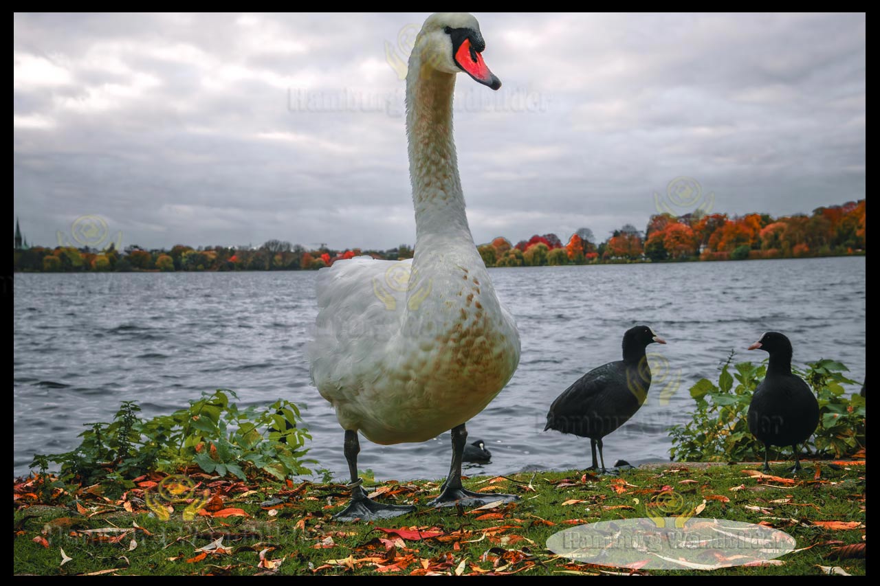 Schwan  /  2738