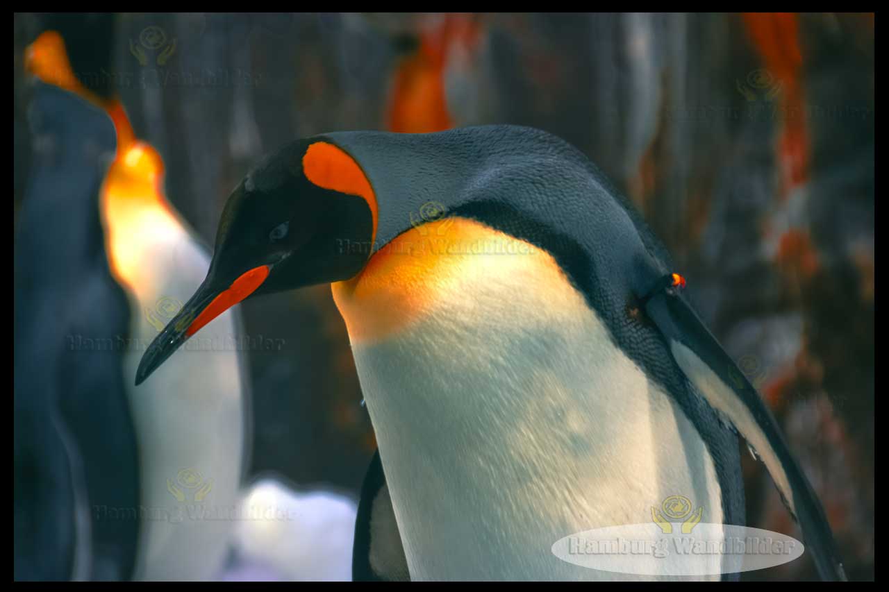 Kaiserpinguin  /  2489