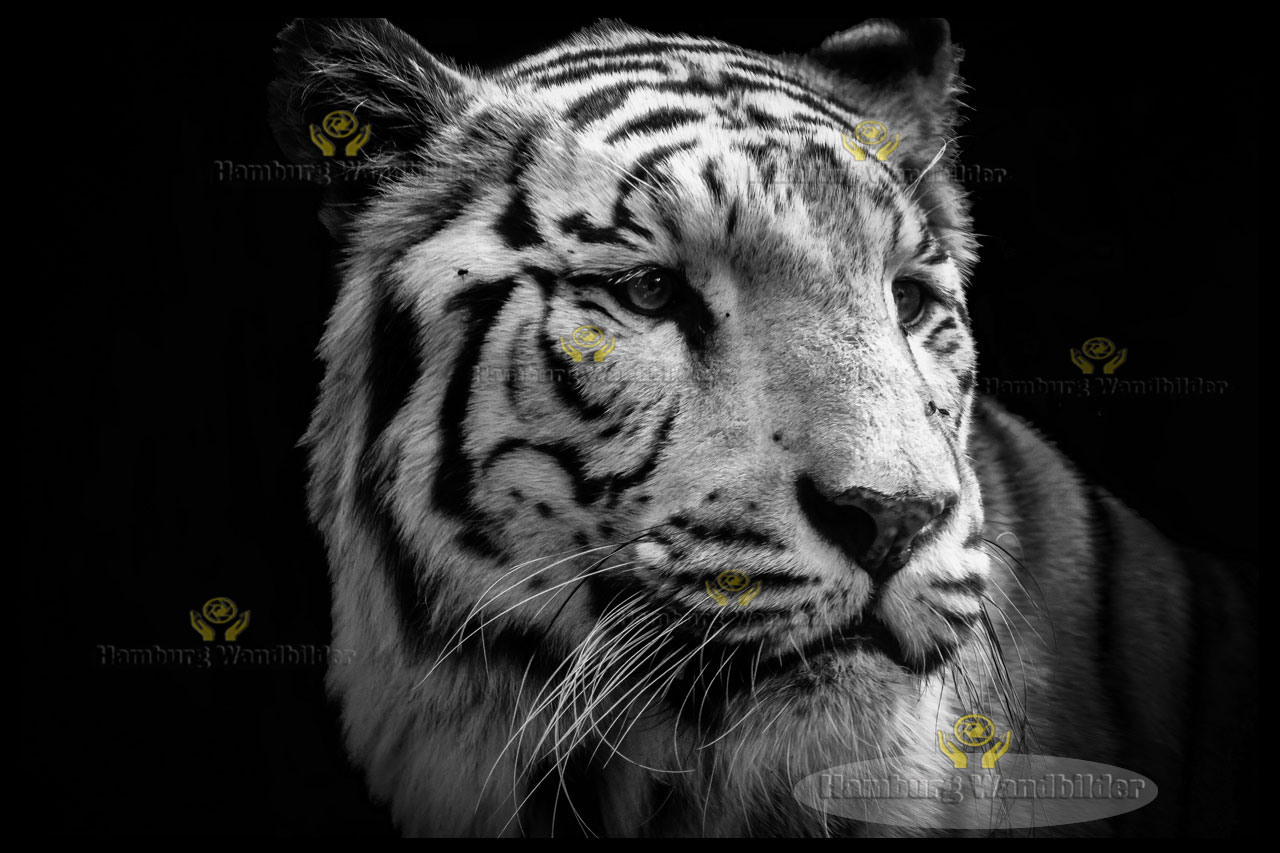 Tiger  /  1318