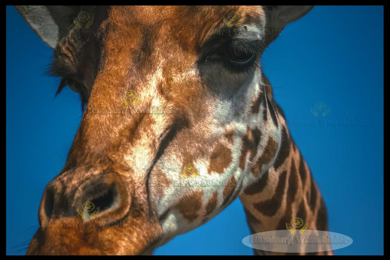 Giraffe  /  1705  