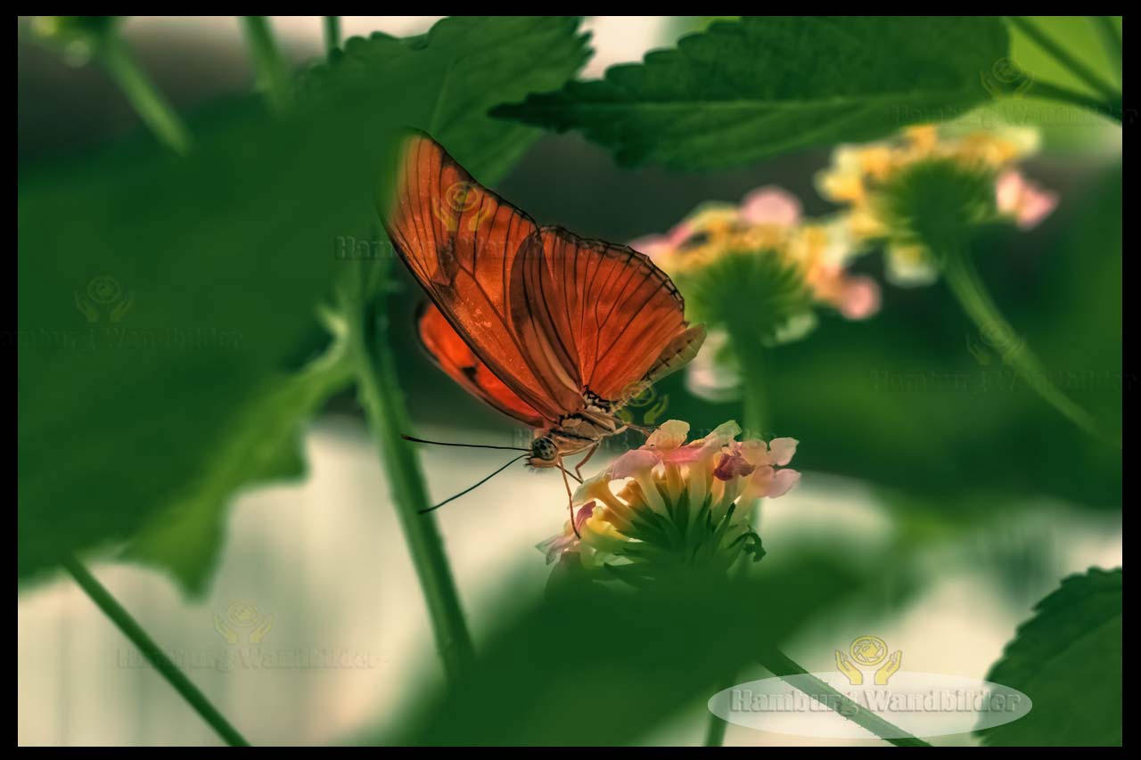 Schmetterling   /   2703
