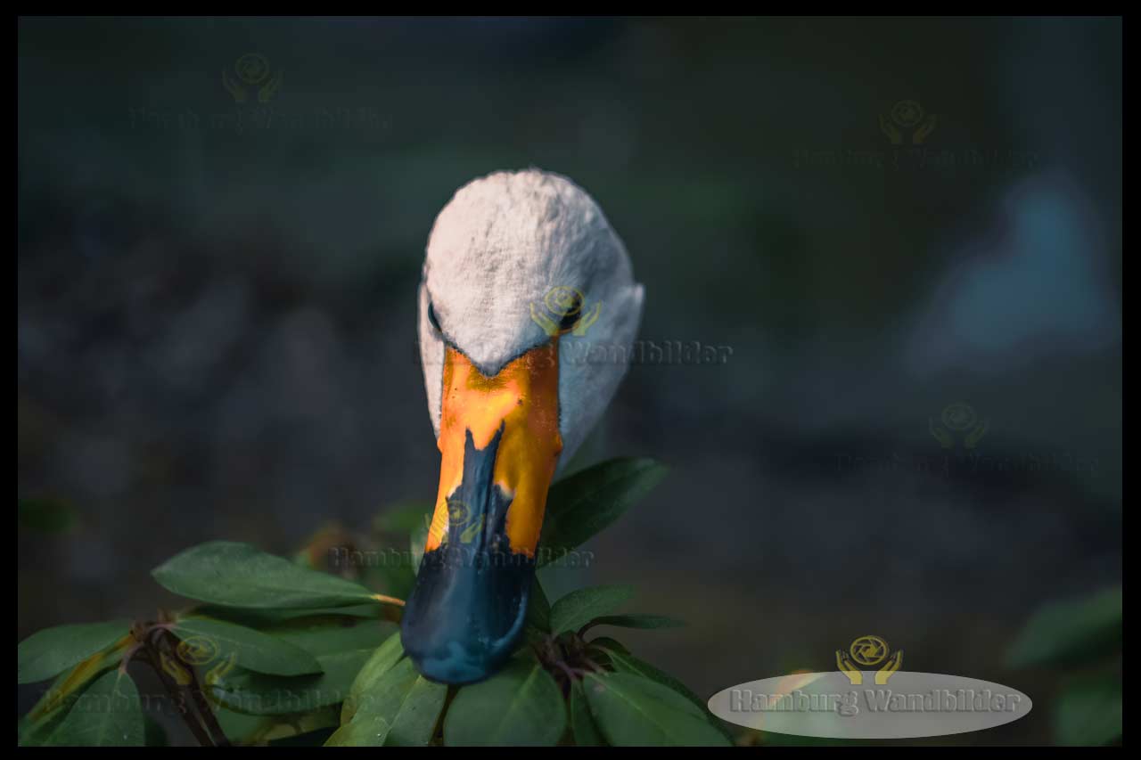Schwan  /  2773