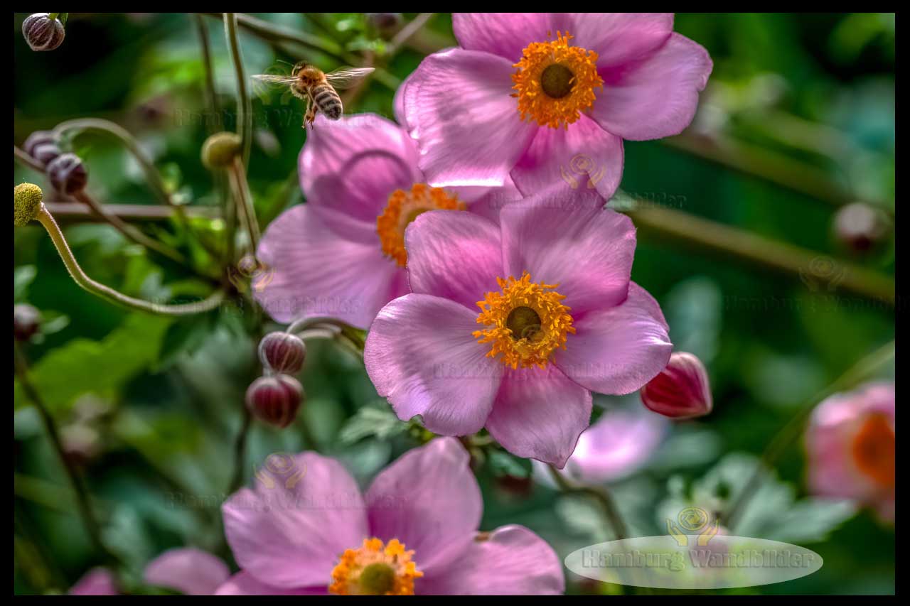 Herbst-Anemone   /  2687