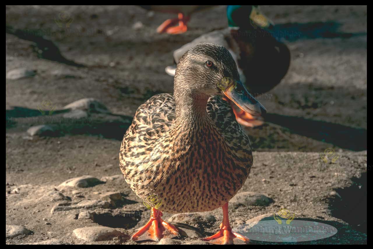 Stockente  /  2486